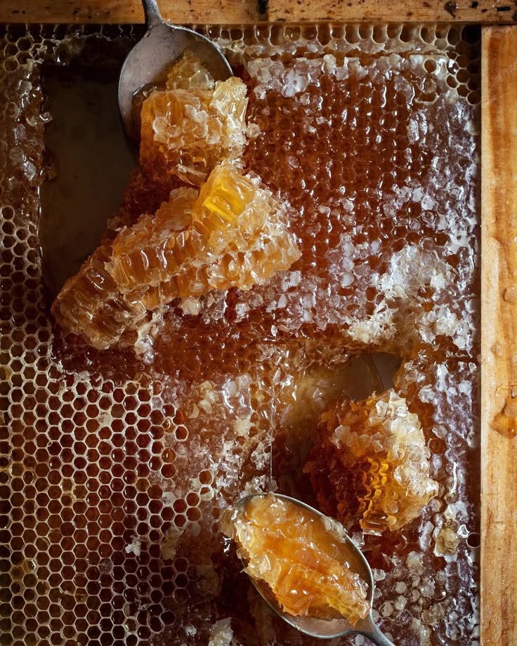 Wild Forest Honey